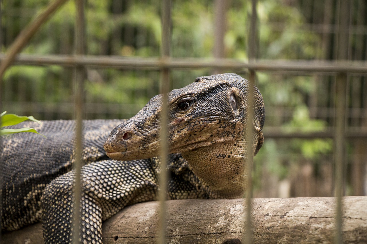 varan  reptile  cage free photo