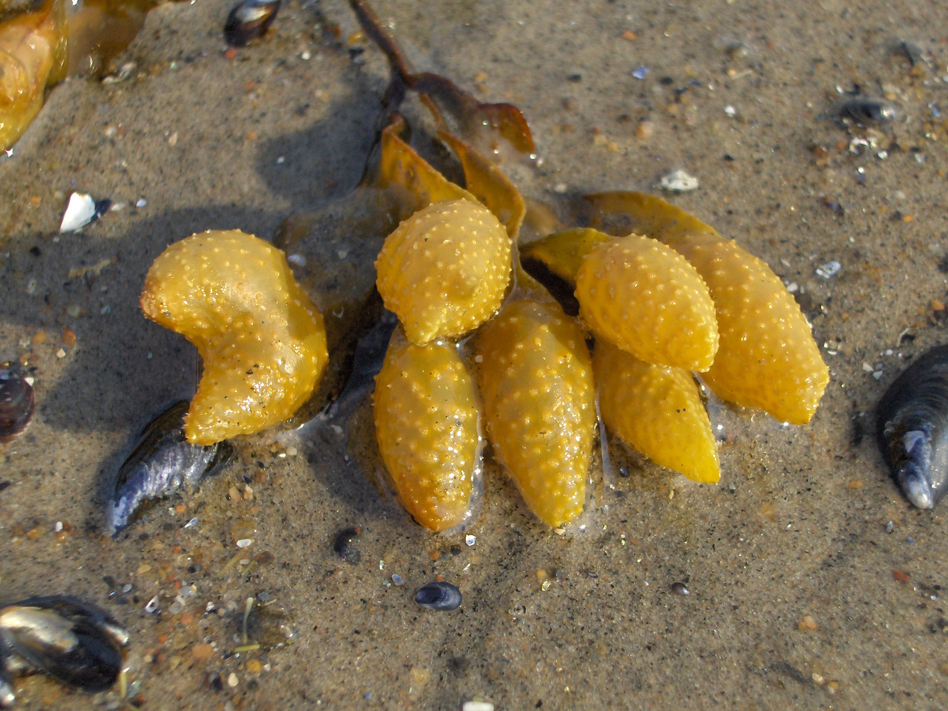 kelp seaweed rockweed free photo