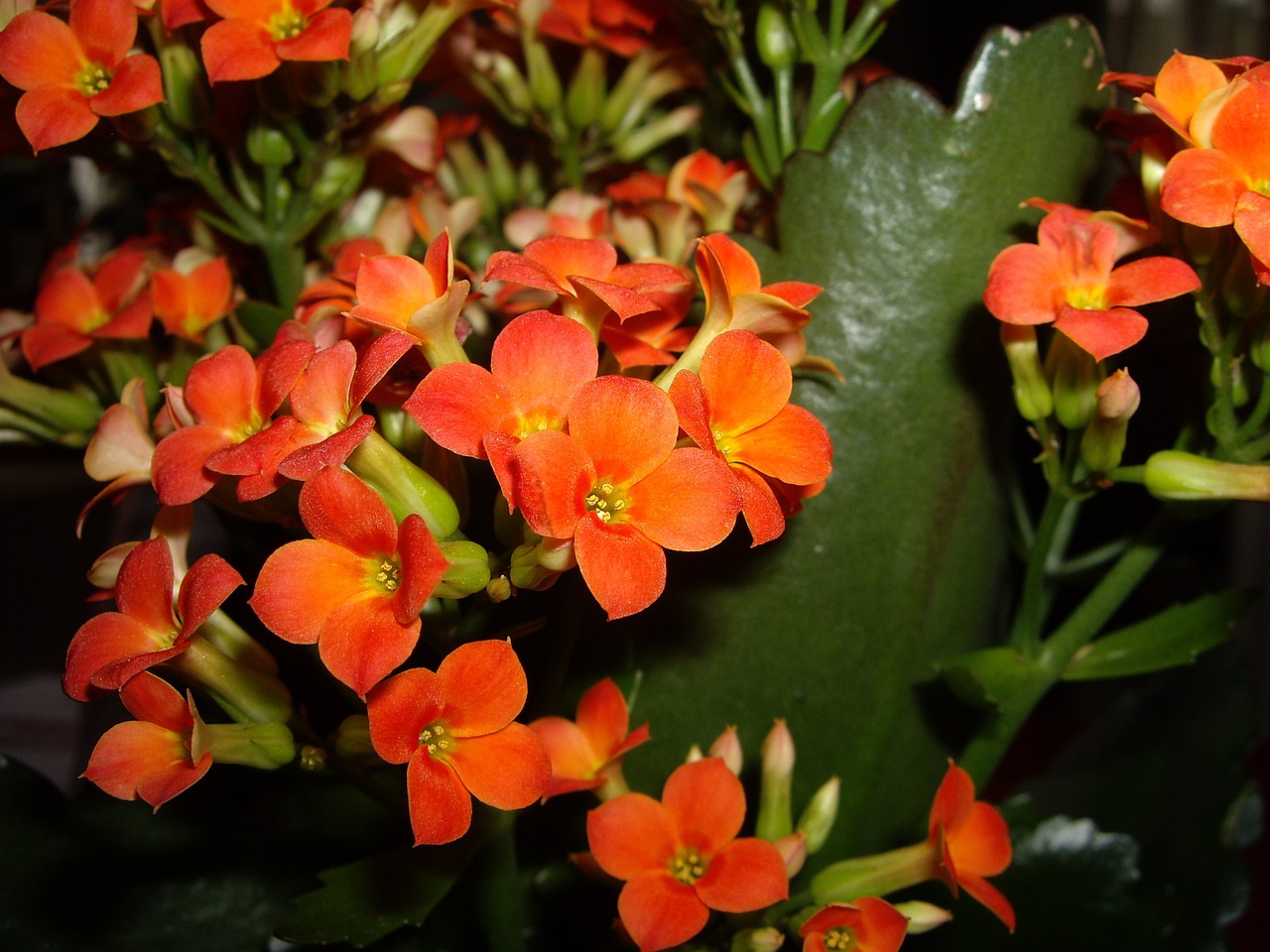 våreld flower orange free photo