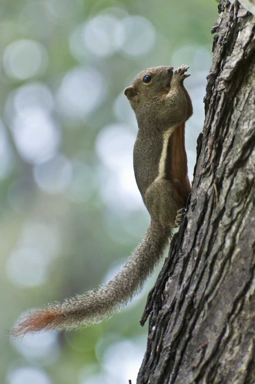 variable squirrel penang malaysia free photo