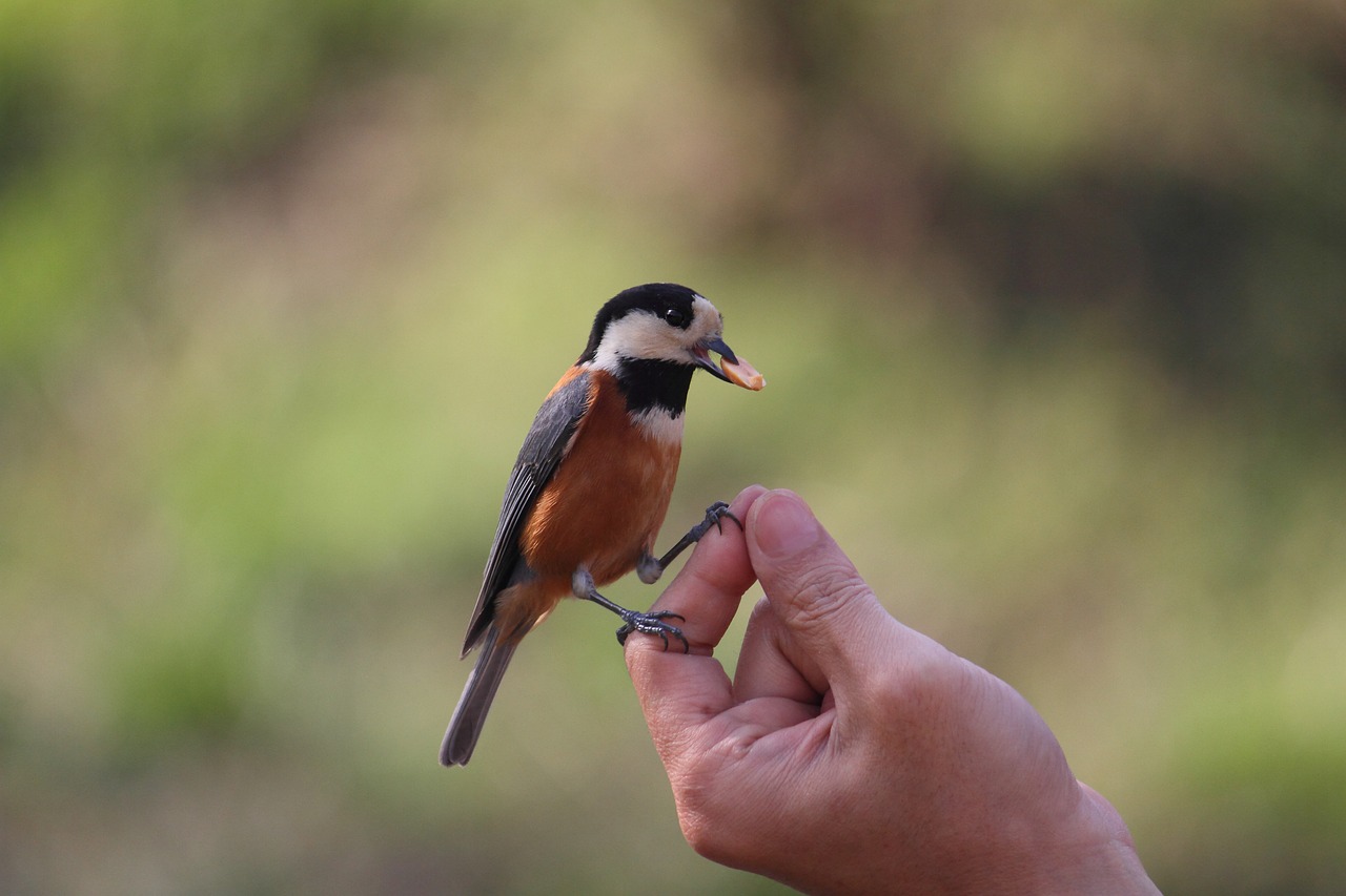 varied tit  bird  nature free photo