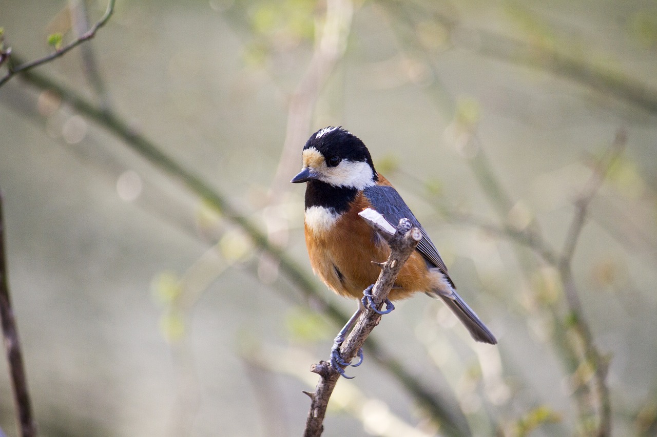 varied tit  bird  nature free photo