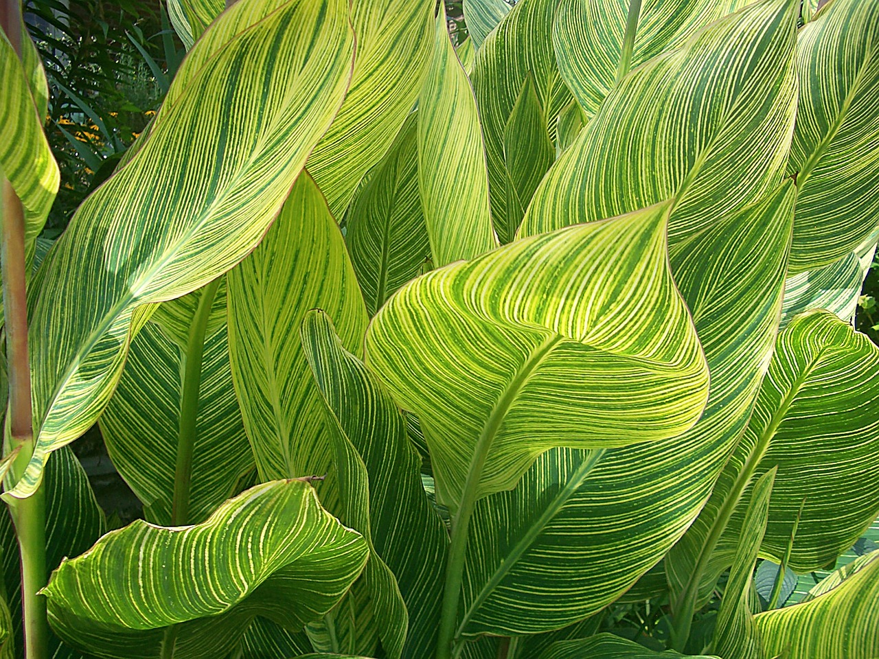 variegated canna leaves free photo