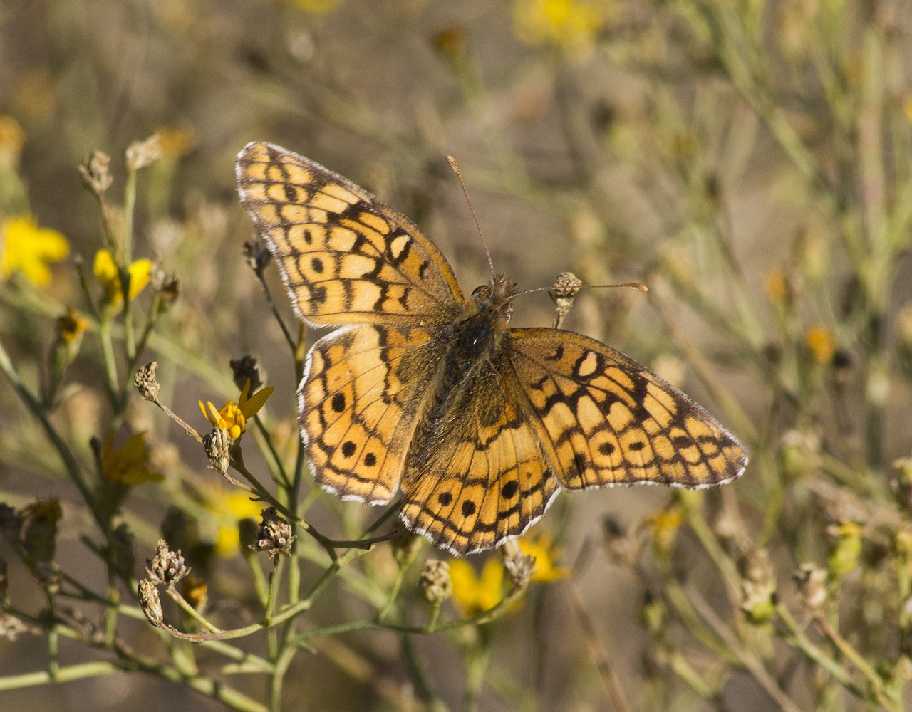 variegated fritillary butterfly plant free photo