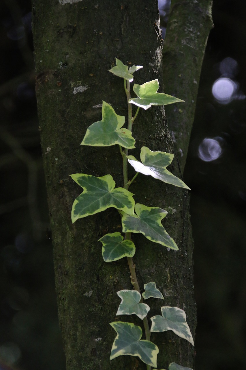 variegated ivy trunk creeper free photo