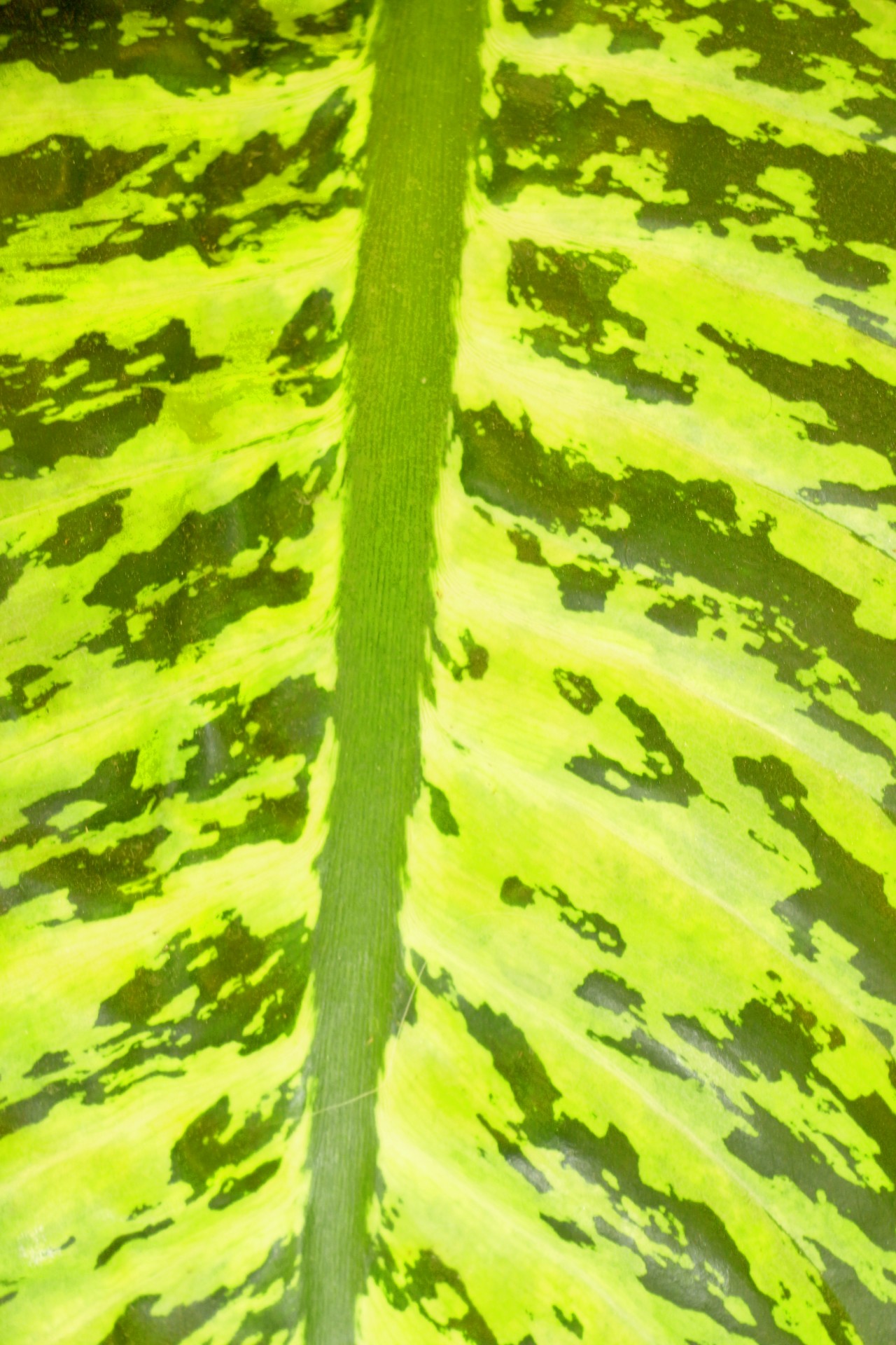 leaf background abstract free photo