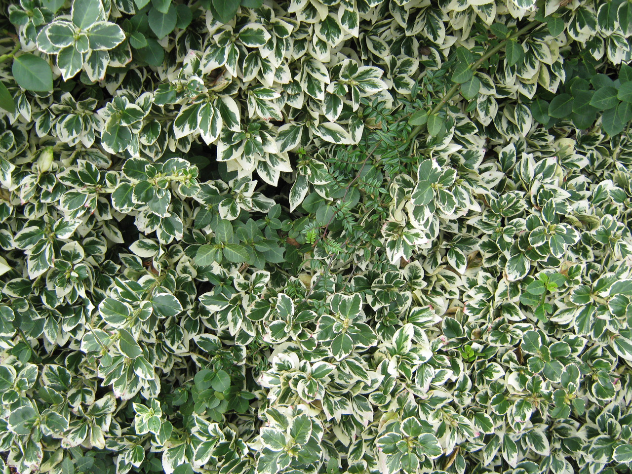 shrub leaves variegated free photo