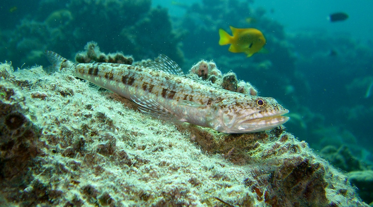 variegated lizardfish reef coral free photo