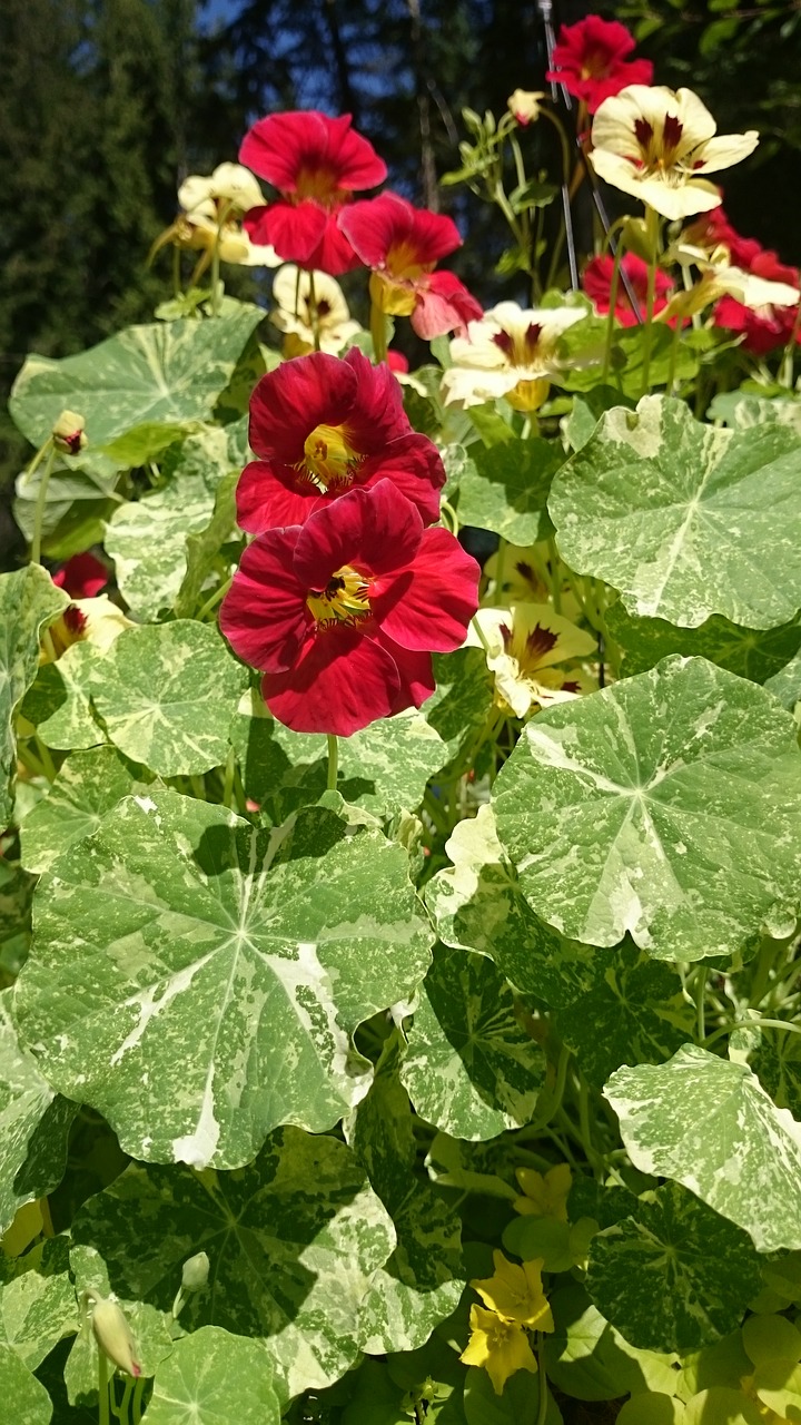 variegated nasturtiums red yellow free photo