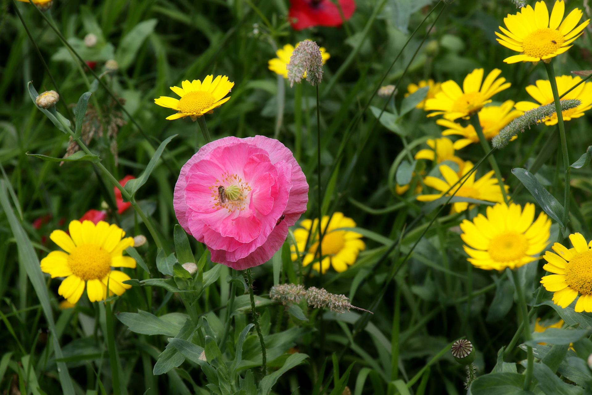 flower poppy wild flower free photo