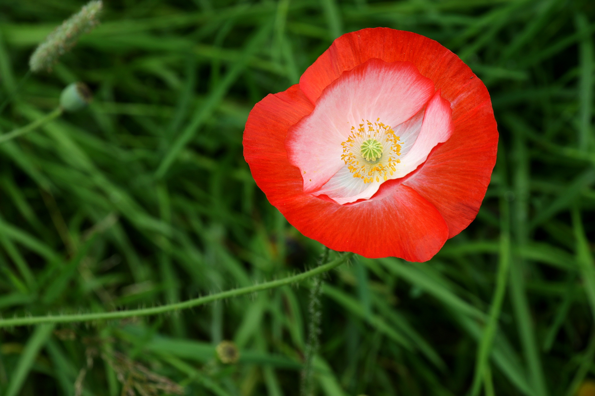 flower poppy wild flower free photo