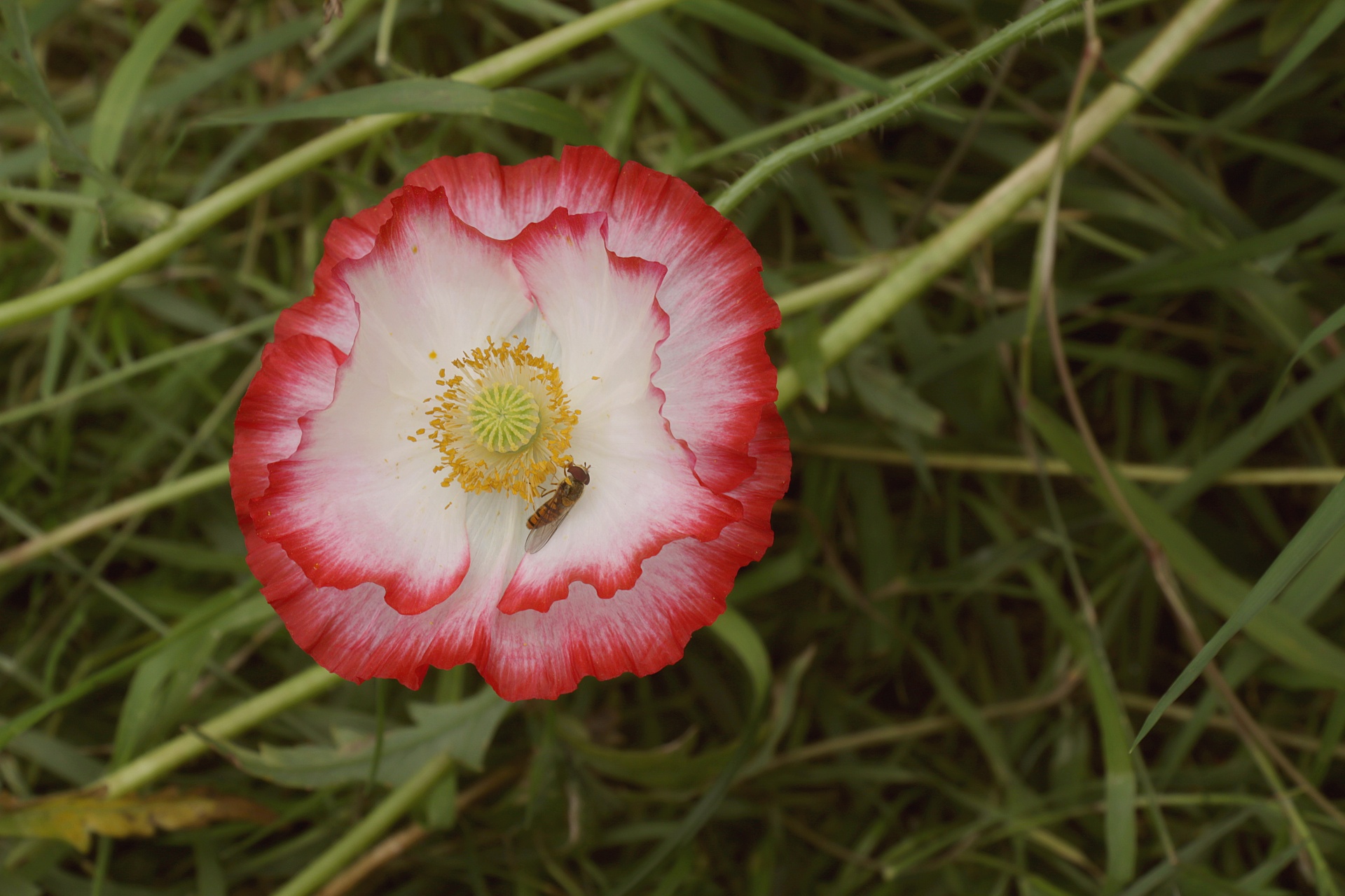 flower poppy wild flower free photo