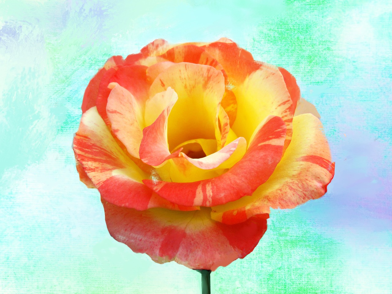 variegated rose floral nature free photo