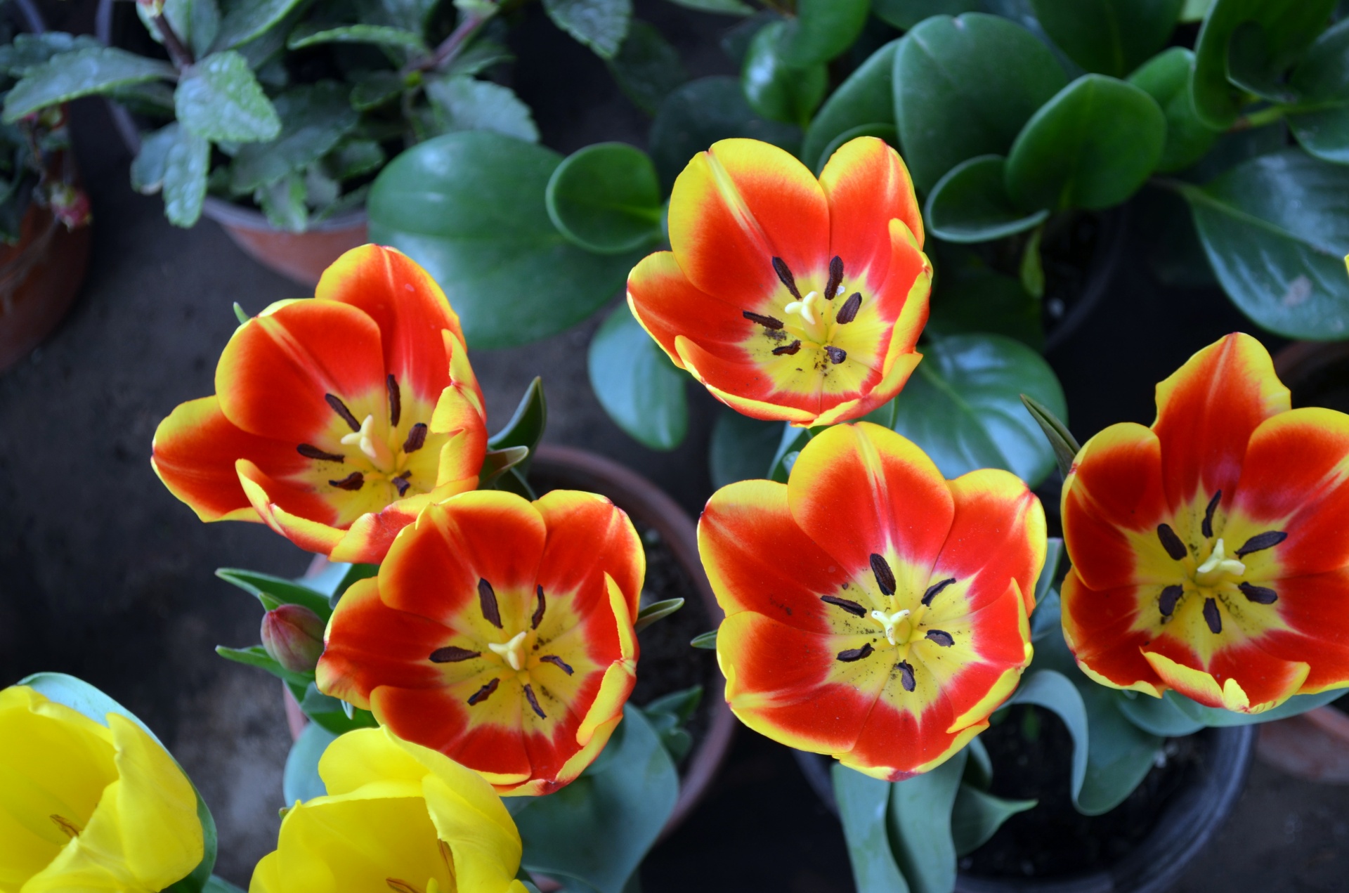 flowers tulip tulips free photo