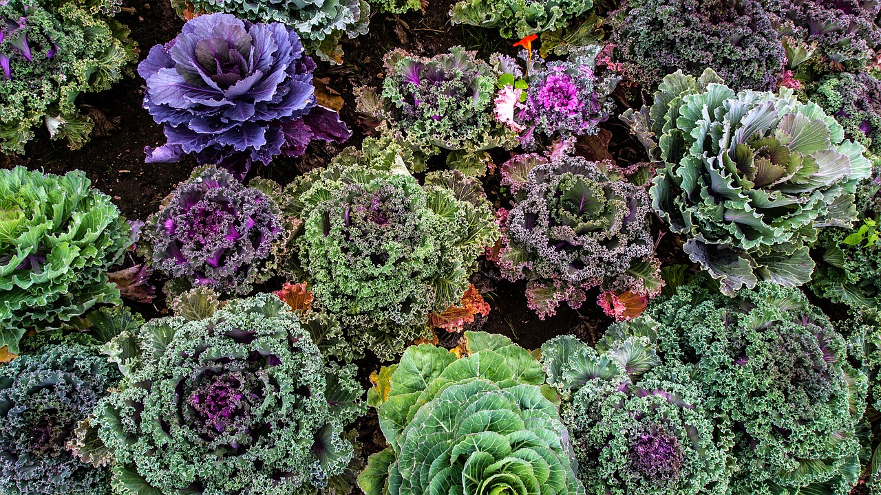 varieties of kale vegetable garden vegetables free photo