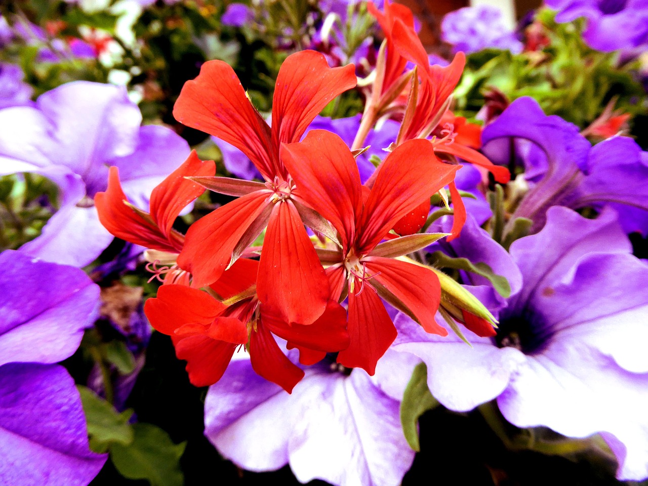 variety of geranium red floral garden free photo