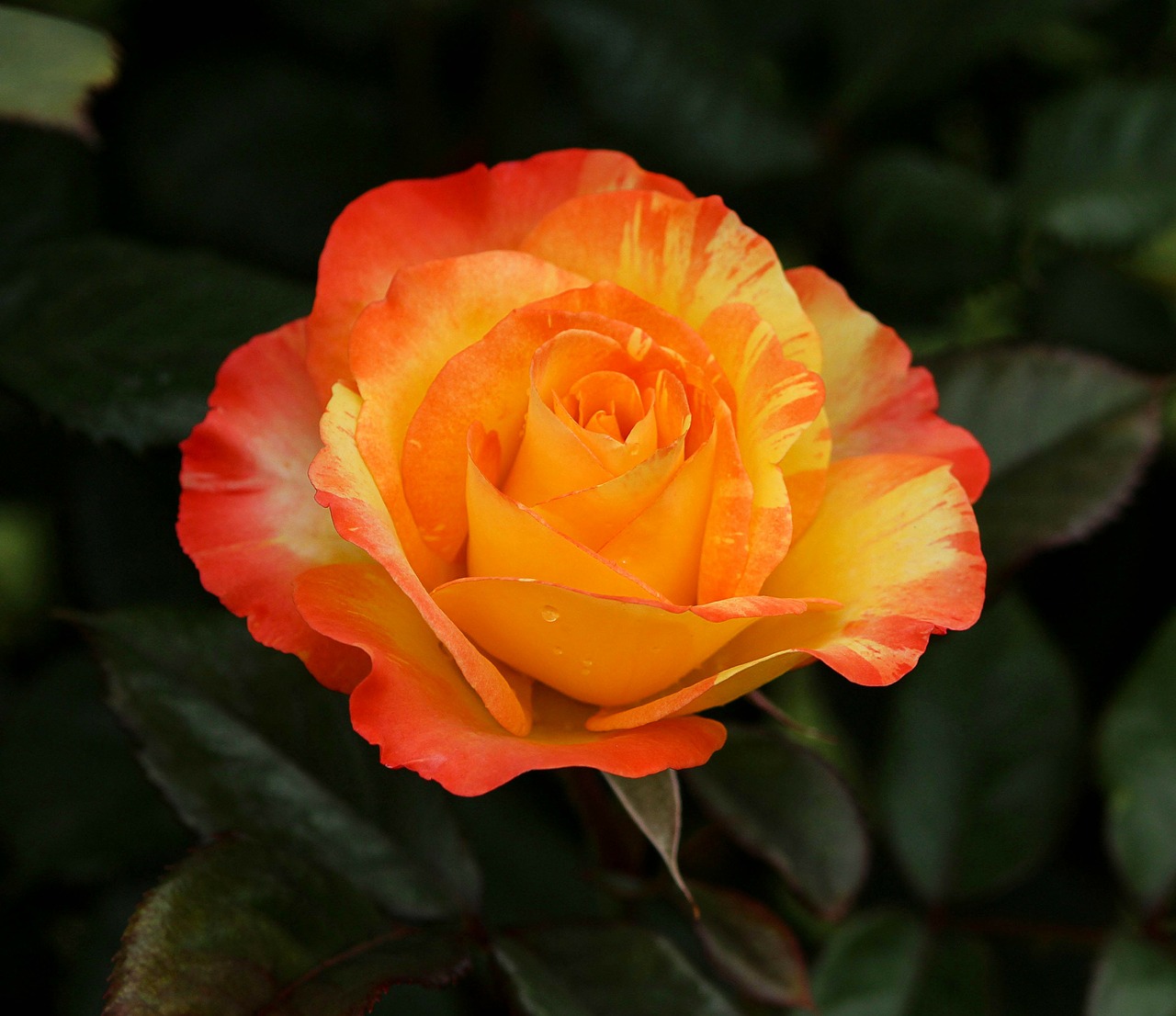 varigated rose orange yellow free photo