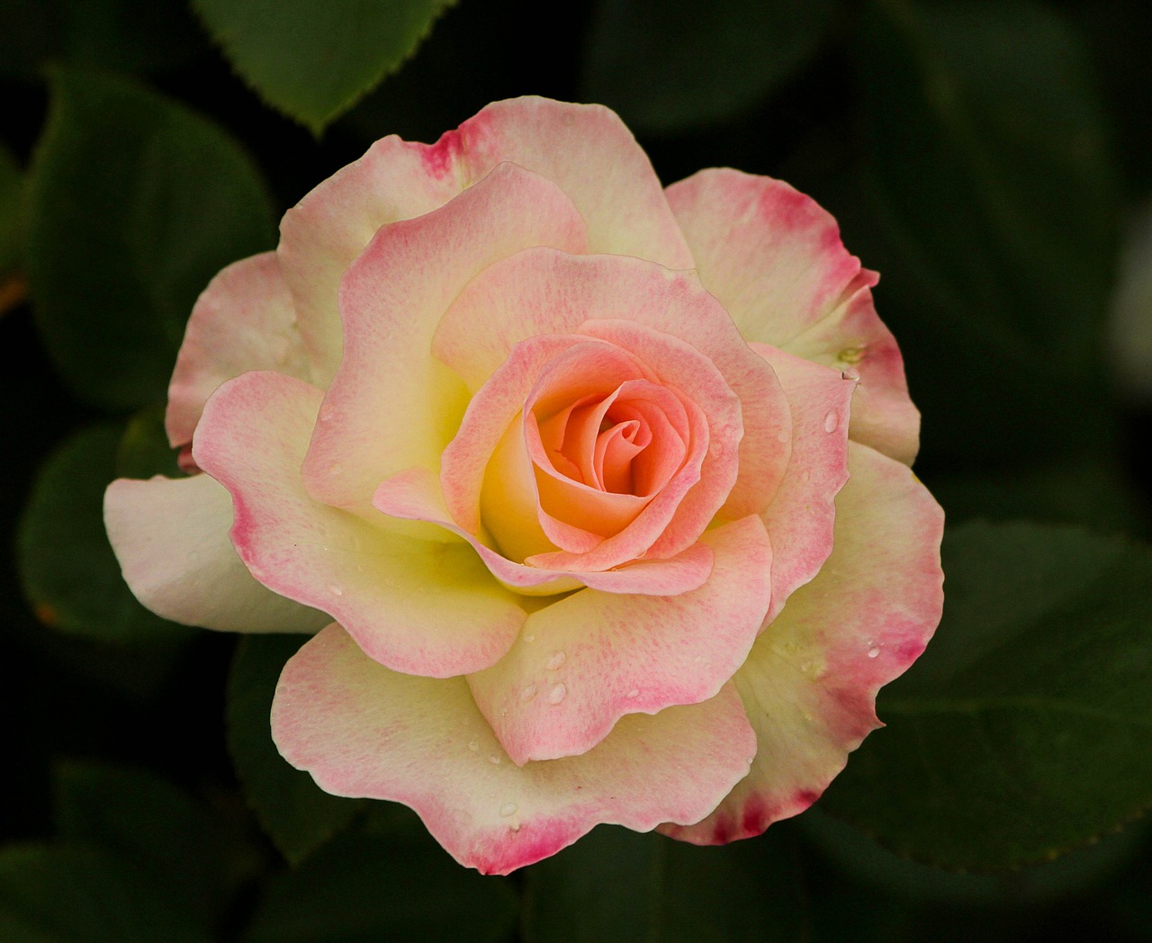 varigated rose flower blossom free photo