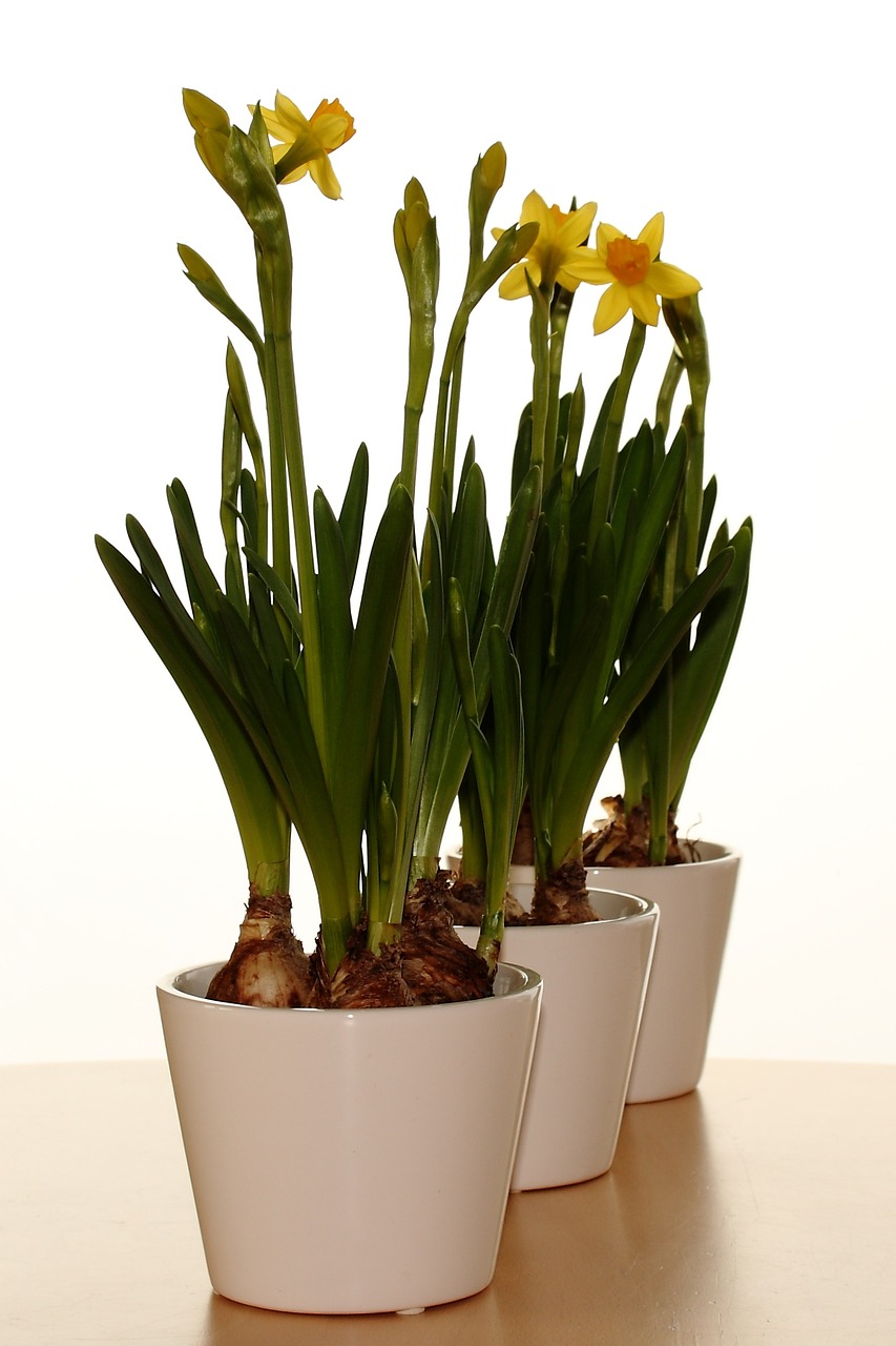 vase easter lilies spring free photo