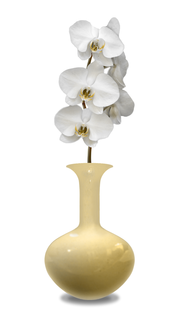 vase orchis decorative free photo
