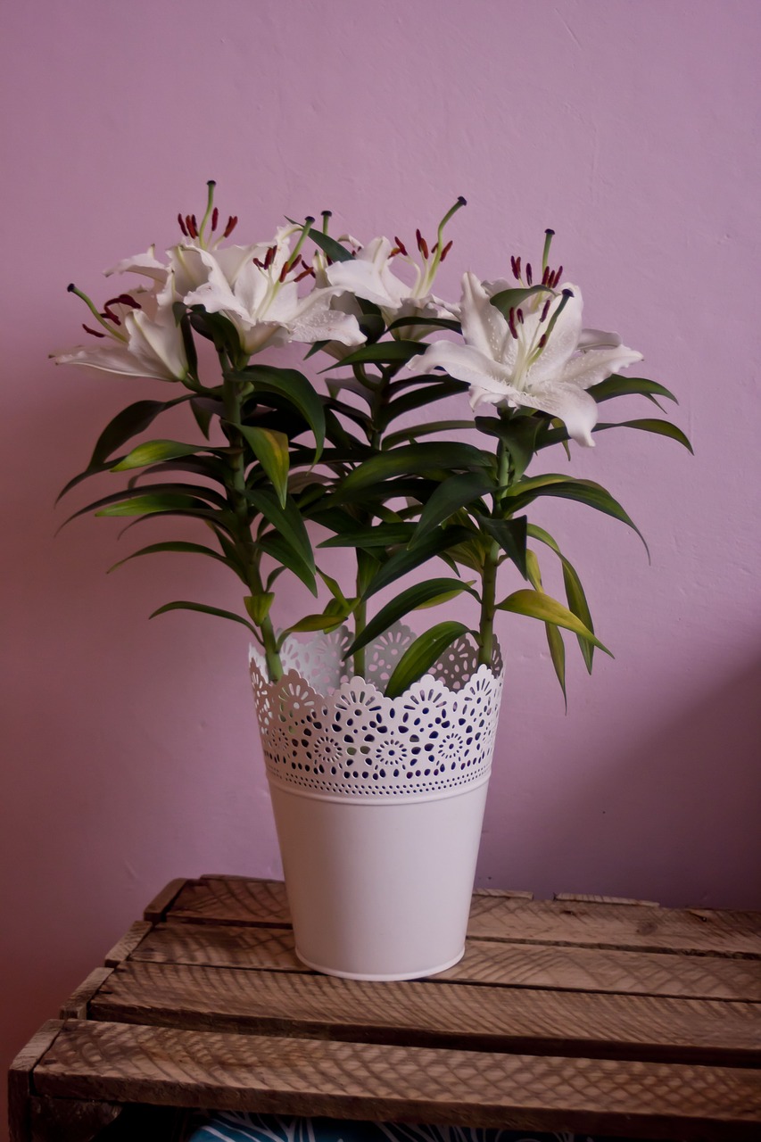 vase plant flower free photo