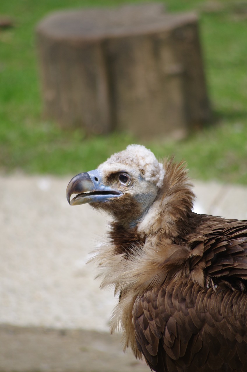 vautour moine vulture zoo free photo