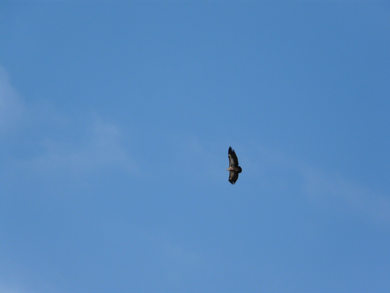 vautour moine vulture bird free photo