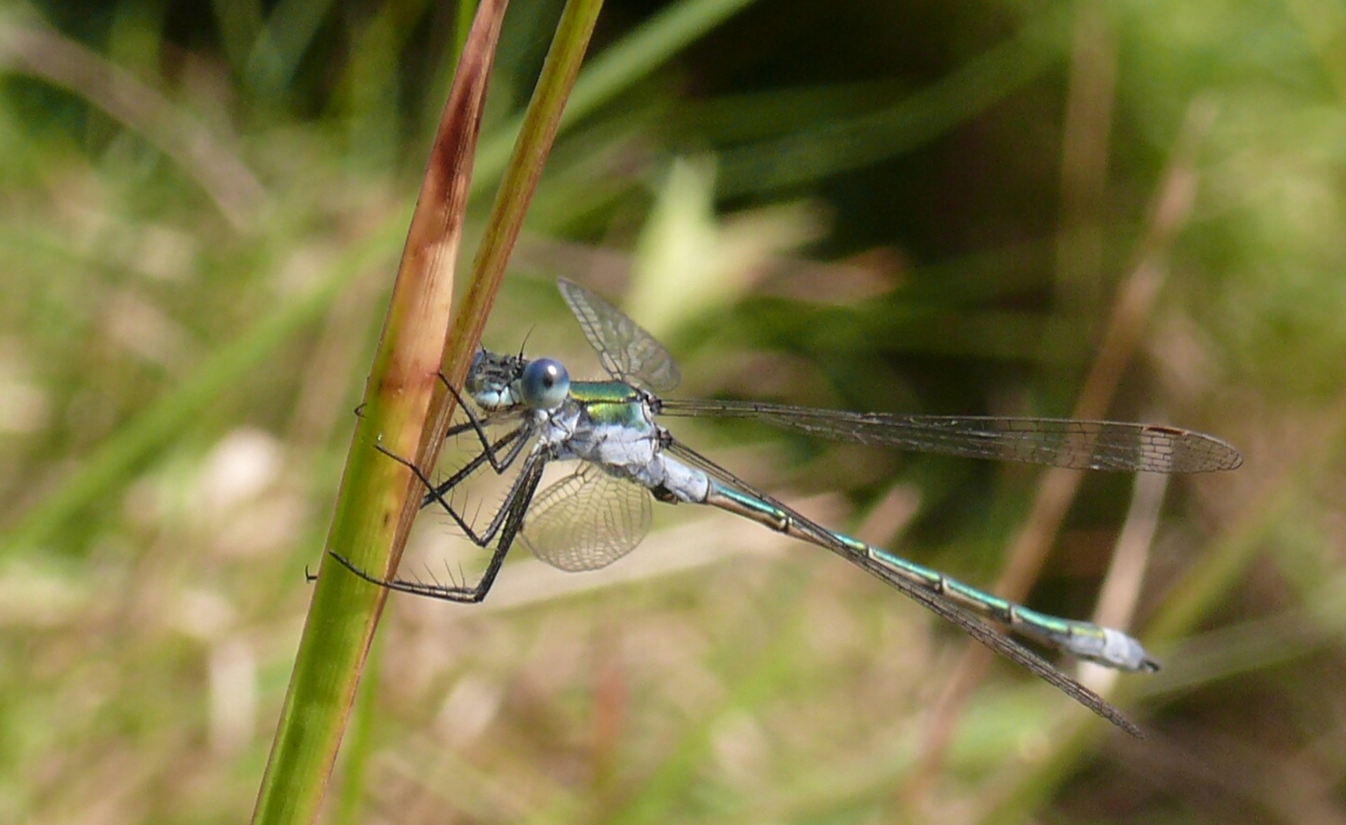 dragonfly wings insects free photo