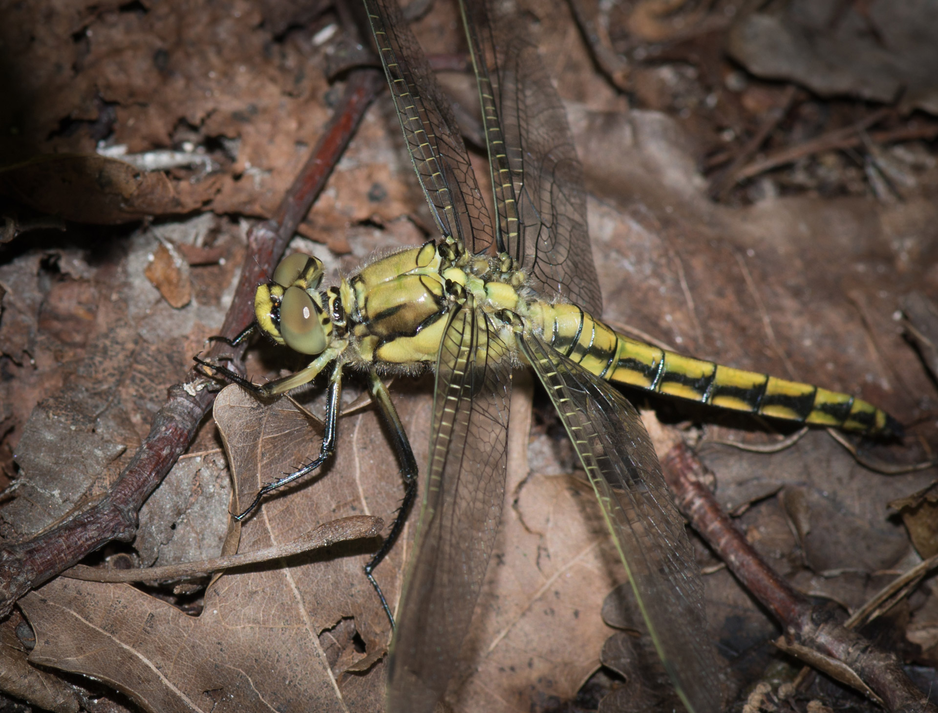 dragonfly insects fly free photo