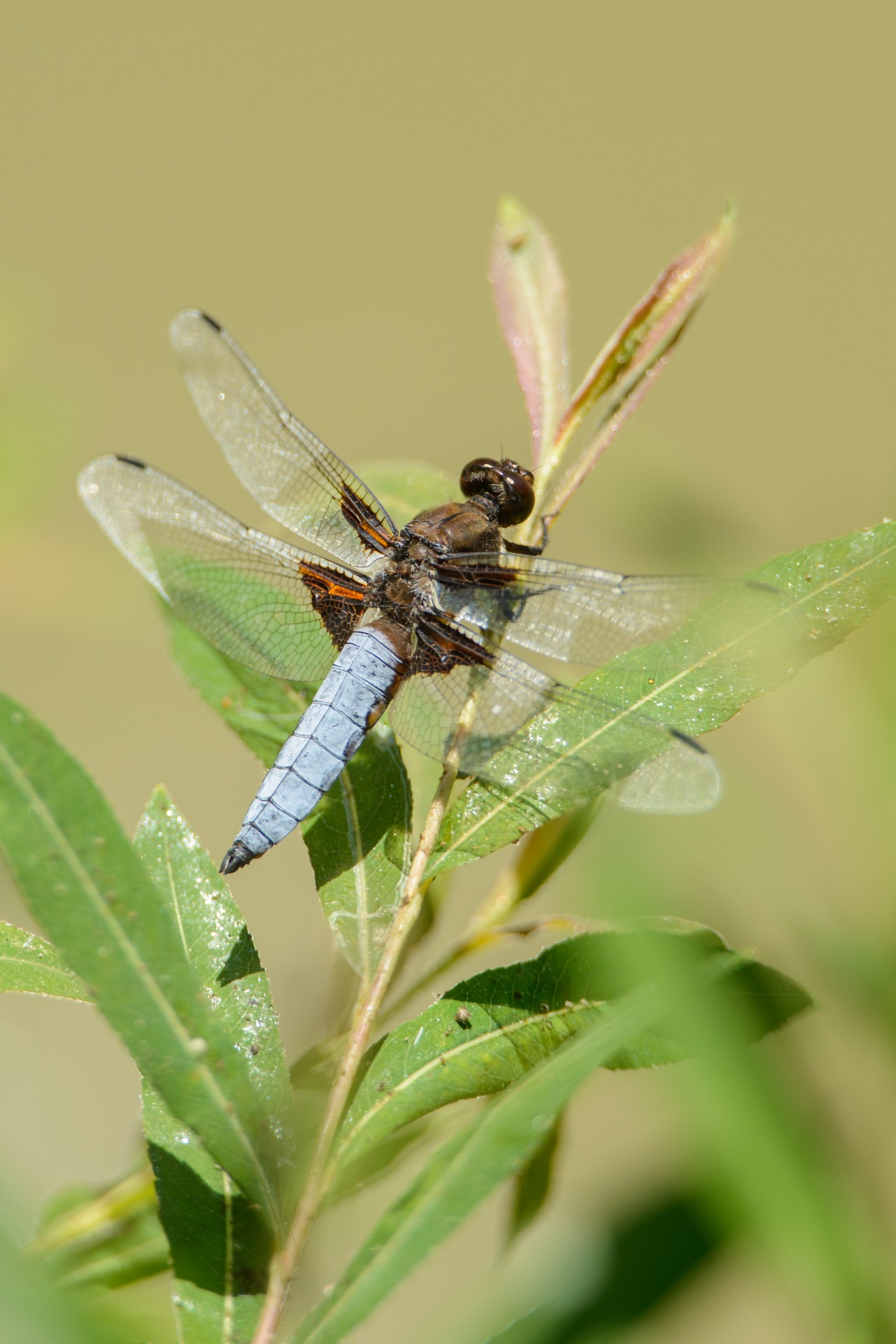 dragonfly insects fly free photo