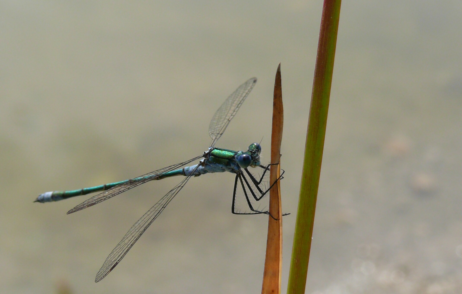 dragonfly wings insects free photo