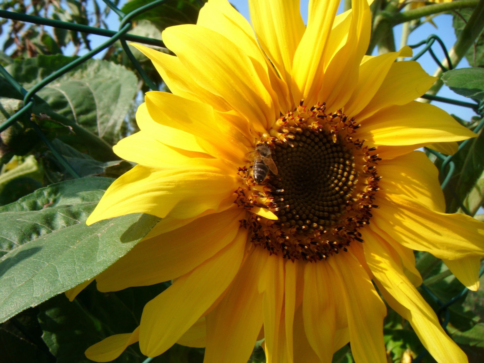 bee bees sunflower free photo