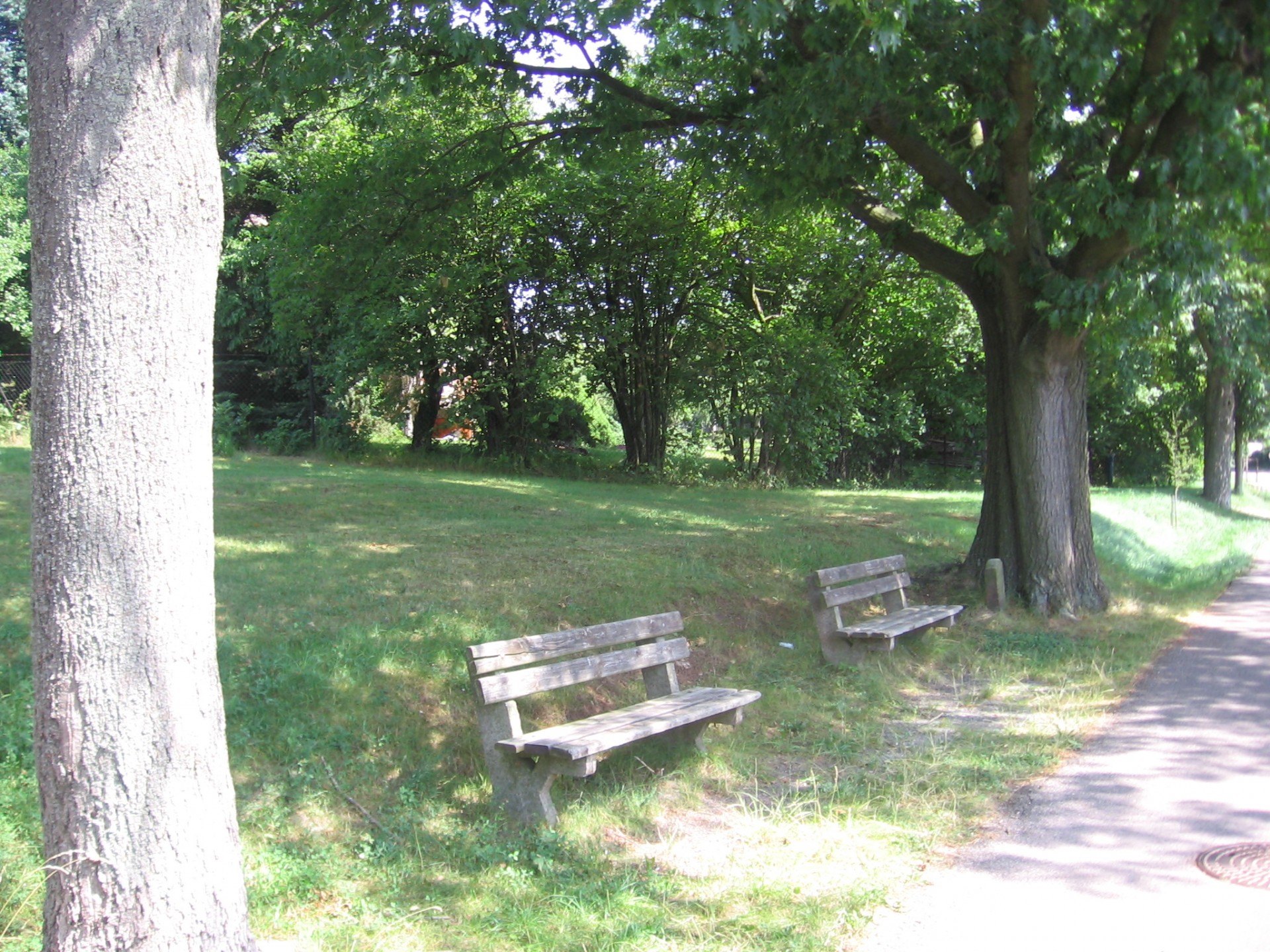 trees benches shade free photo