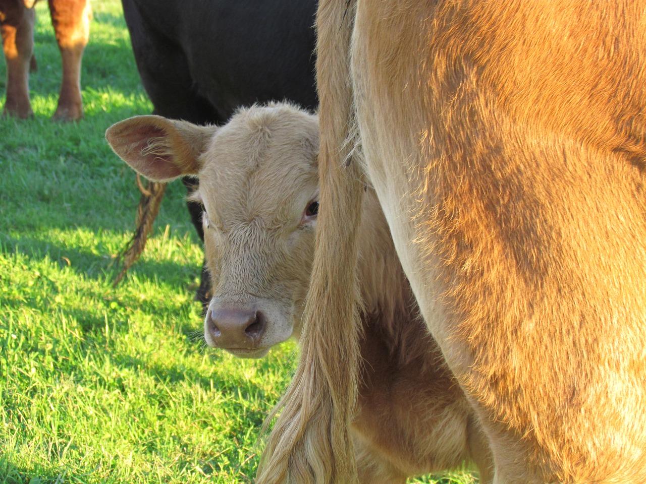 veal cow pasture free photo