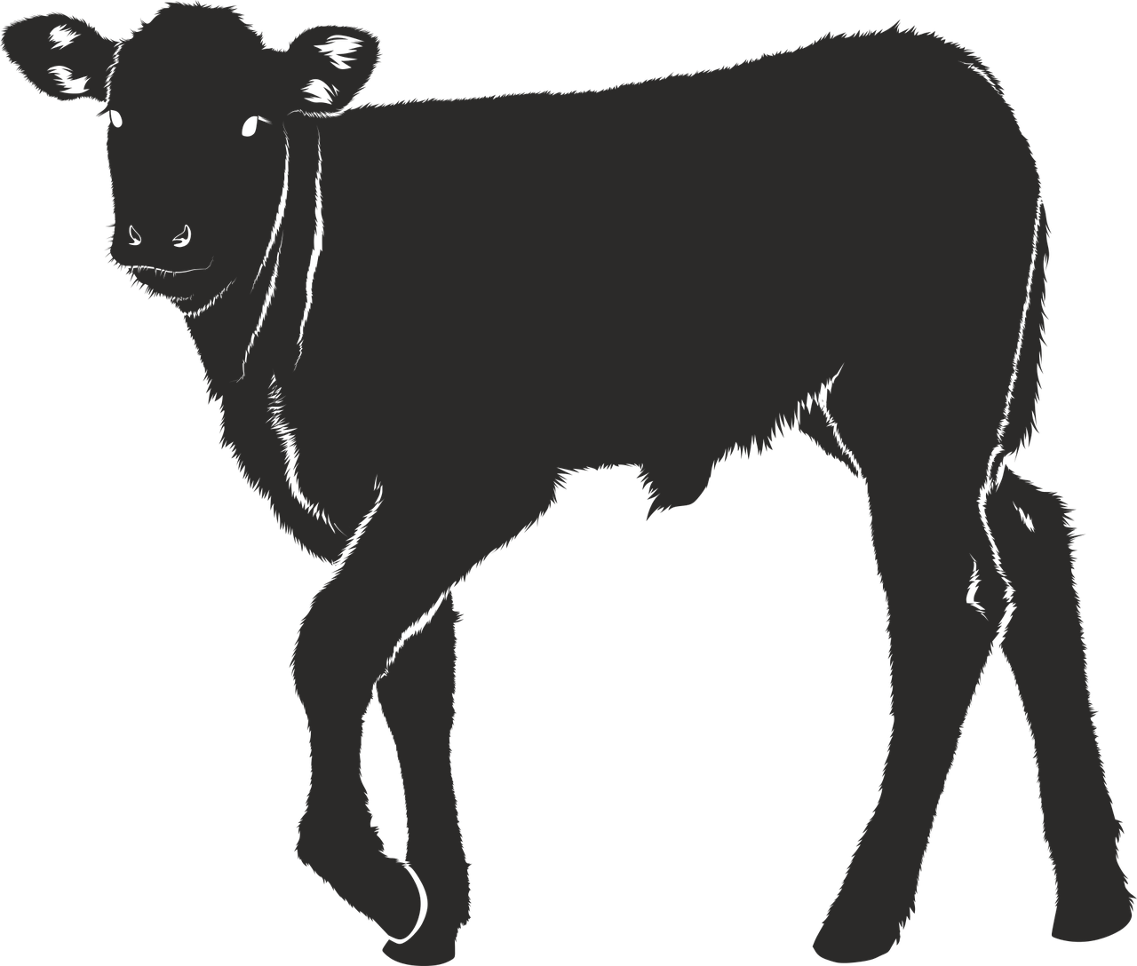 veal silhouette black free photo