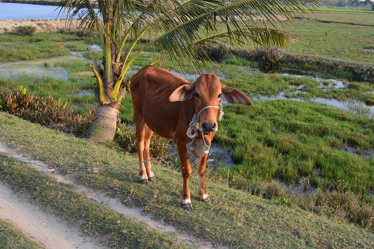 veal cow cattle free photo