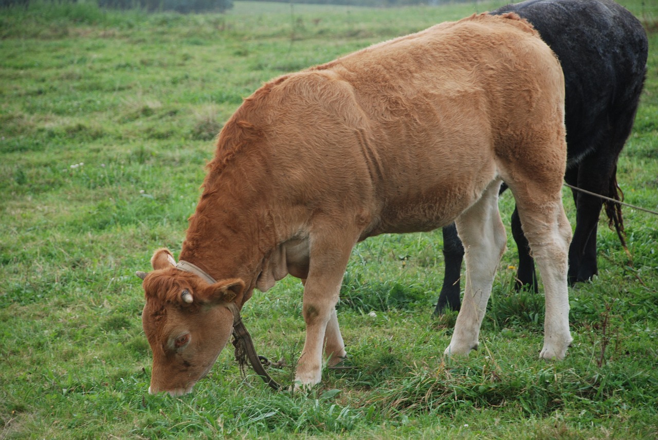 veal livestock galician beef free photo