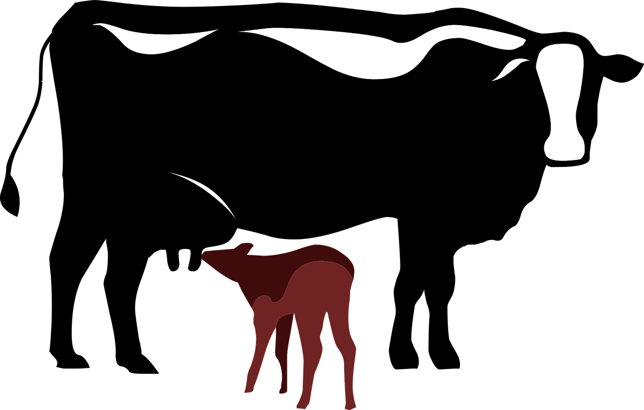 cow calf symbol free photo
