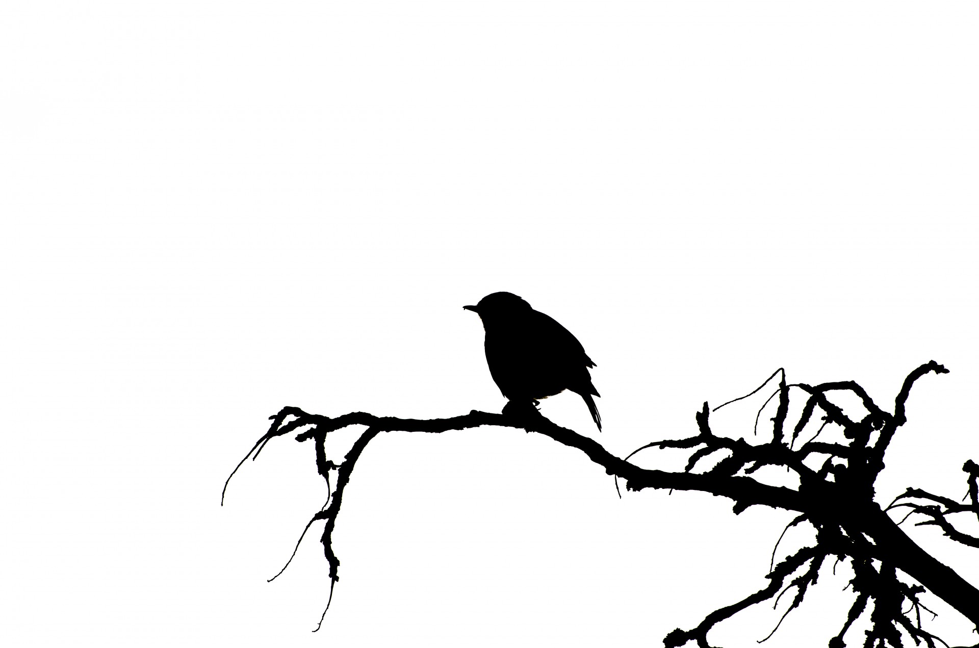 bird sparrow vector free photo