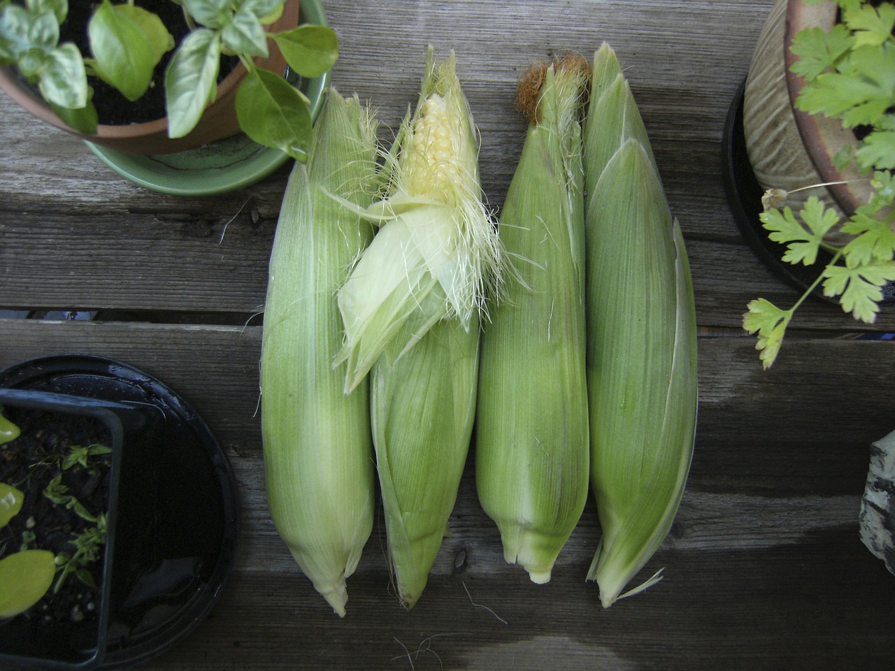 corn vegetable garden free photo