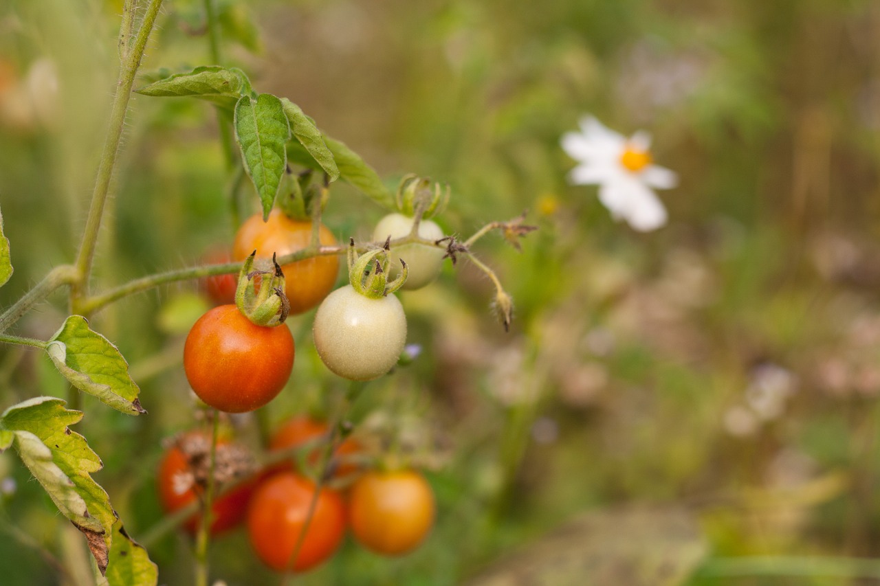 tomato vegetable fruit free photo