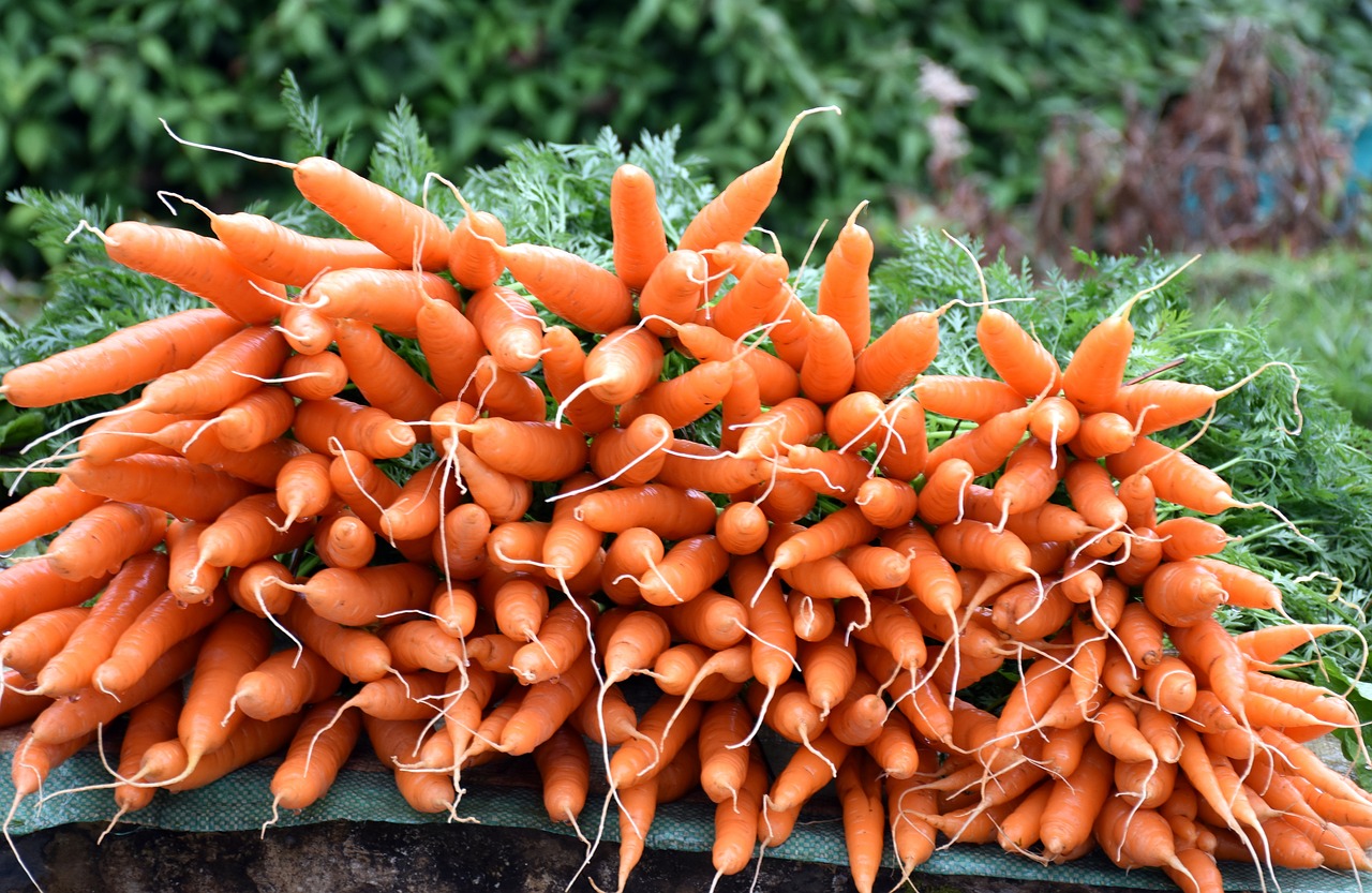 vegetable fresh carrot free photo