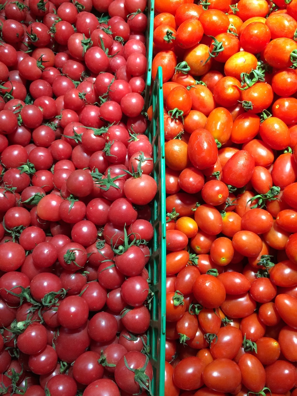 vegetable tomato red free photo