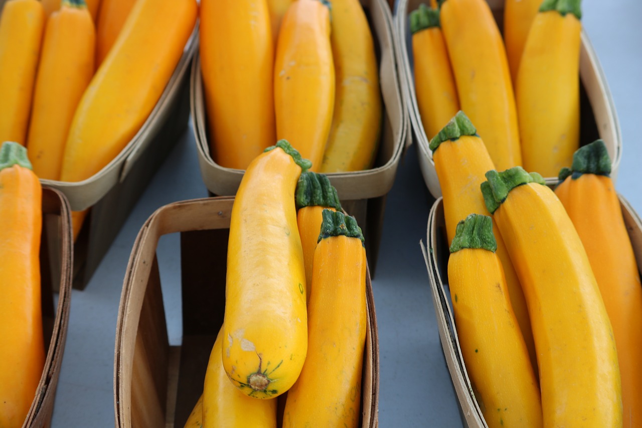 vegetable zucchini organic free photo