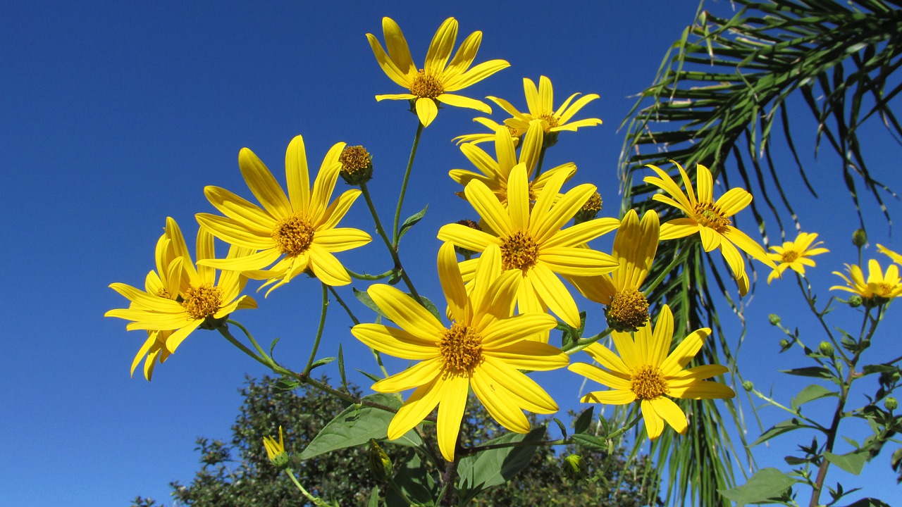 vegetable flower artichoke free photo