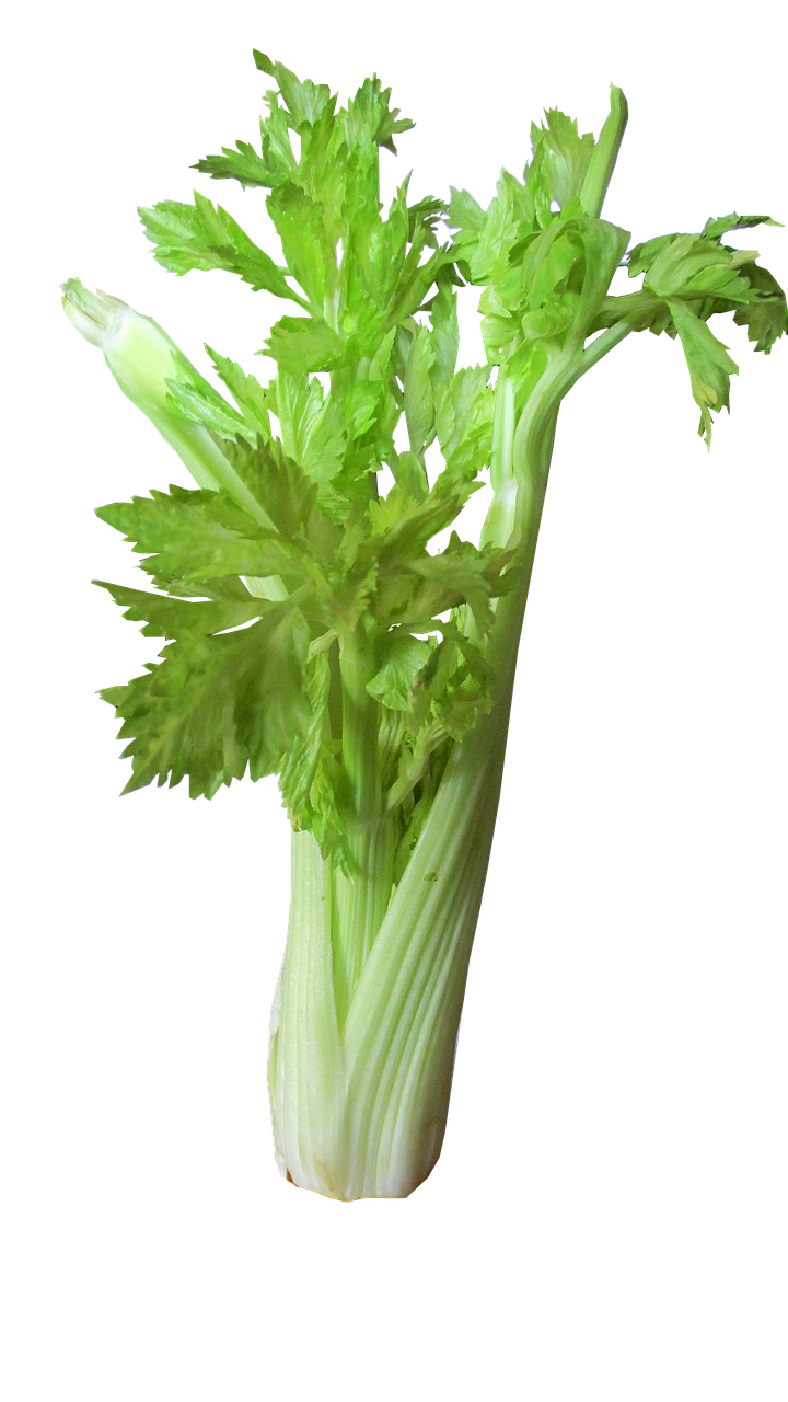 vegetable celery cut free photo