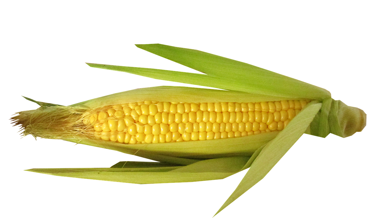 vegetable corn cut free photo
