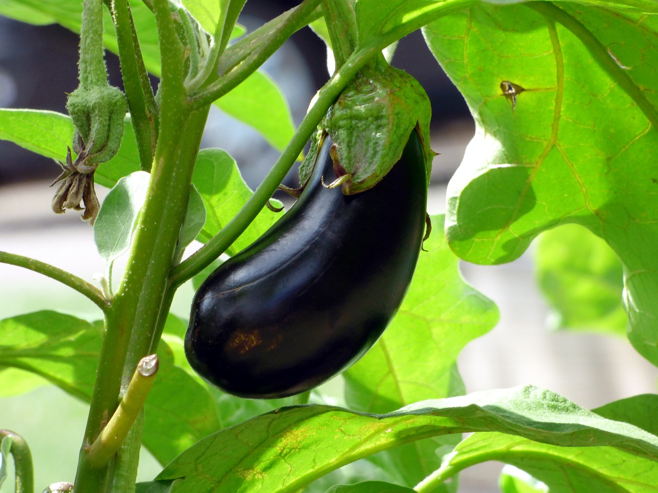 vegetable eggplant food free photo