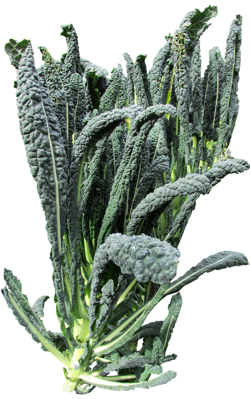 Kale Plant Png