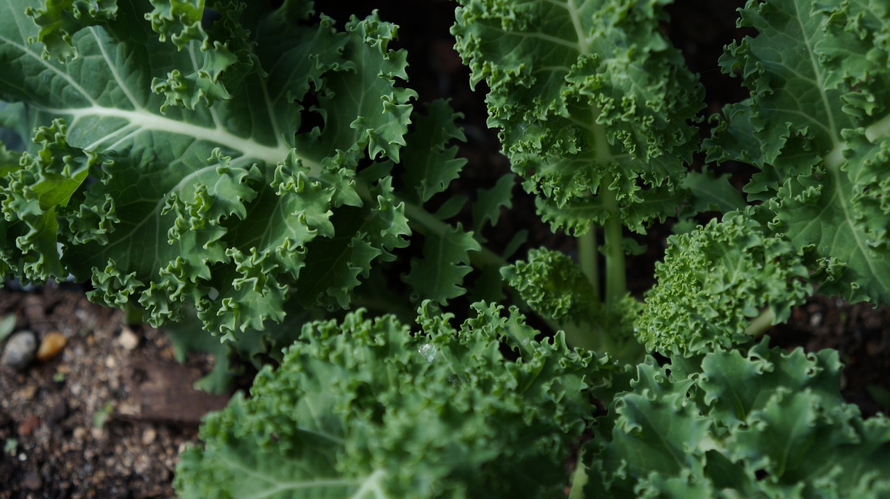 vegetable  flora  leaf free photo